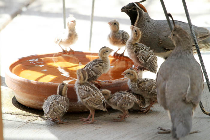 Quail family